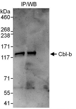 Rabbit anti-Cbl-b Antibody
