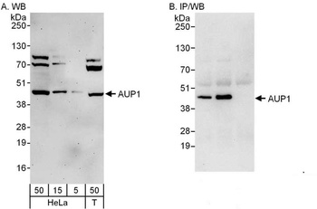Rabbit anti-AUP1 Antibody