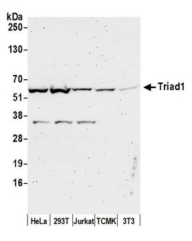 Triad1 Antibody