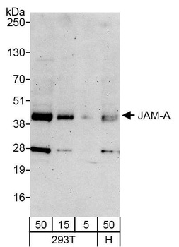 JAM-A Antibody