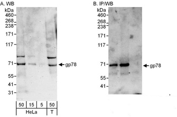 Rabbit anti-gp78 Antibody