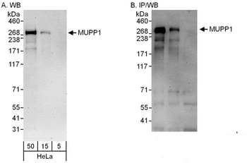 Rabbit anti-MUPP1 Antibody