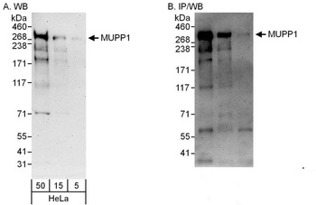 Rabbit anti-MUPP1 Antibody