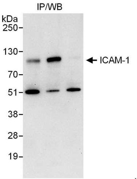 ICAM-1 Antibody