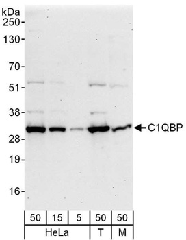 C1QBP Antibody