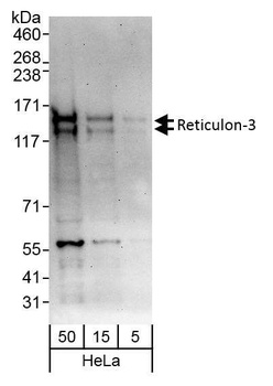 Reticulon-3 Antibody
