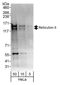Rabbit anti-Reticulon-3 Antibody