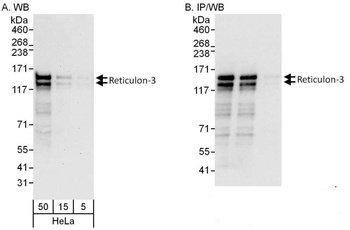 Rabbit anti-Reticulon-3 Antibody