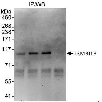 Rabbit anti-L3MBTL3 Antibody