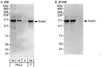 Rabbit anti-PolA1 Antibody
