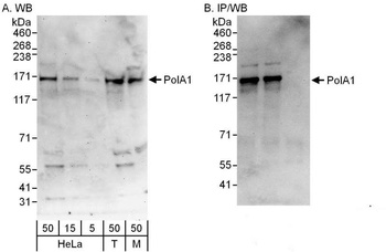 Rabbit anti-PolA1 Antibody
