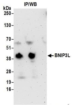 Rabbit anti-BNIP3L Antibody