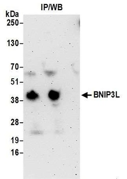 Rabbit anti-BNIP3L Antibody