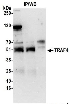 Rabbit anti-TRAF4 Antibody