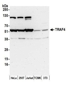 TRAF4 Antibody