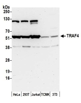 Rabbit anti-TRAF4 Antibody
