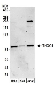 Rabbit anti-THOC1 Antibody