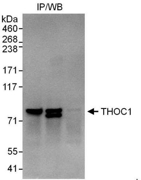 Rabbit anti-THOC1 Antibody