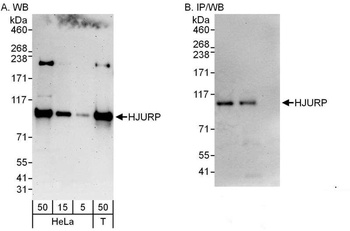 Rabbit anti-HJURP Antibody