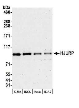 Rabbit anti-HJURP Antibody