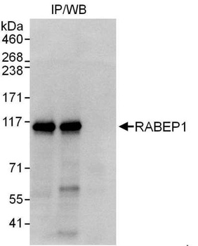 Rabbit anti-RABEP1 Antibody