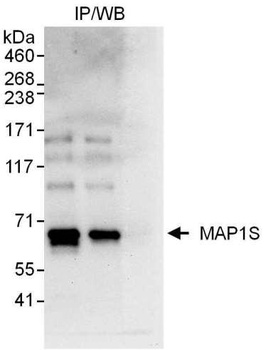Rabbit anti-MAP1S Antibody