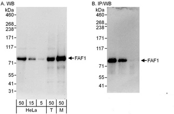 Rabbit anti-FAF1 Antibody