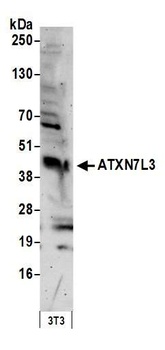 ATXN7L3 Antibody