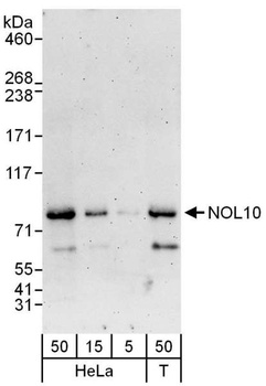 Rabbit anti-NOL10 Antibody
