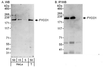 Rabbit anti-FYCO1 Antibody