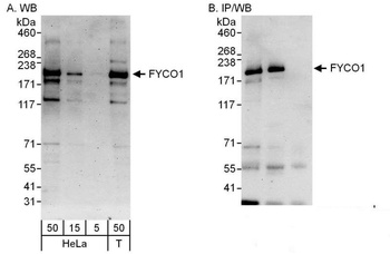 Rabbit anti-FYCO1 Antibody