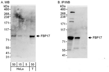 FBP17 Antibody