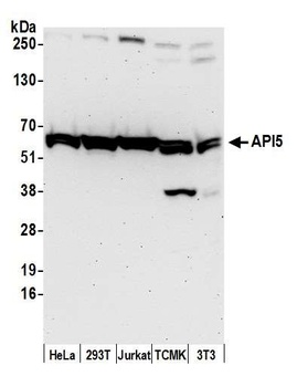 API5 Antibody