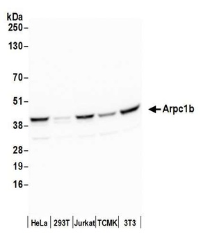 Arpc1b Antibody