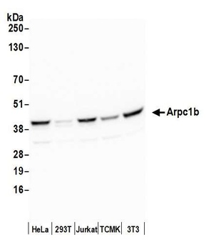 Rabbit anti-Arpc1b Antibody
