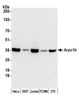 Rabbit anti-Arpc1b Antibody