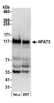 NFAT3 Antibody