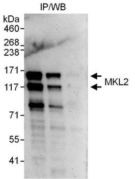 Rabbit anti-MKL2 Antibody