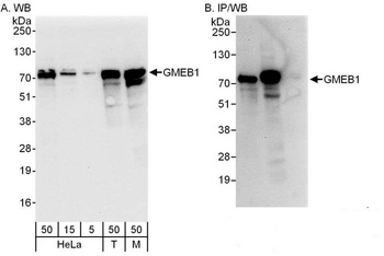 Rabbit anti-GMEB1 Antibody