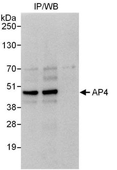 AP4 Antibody