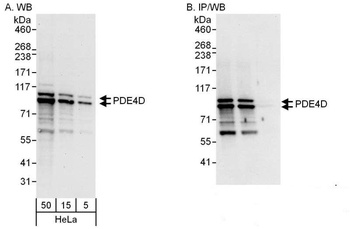 PDE4D Antibody