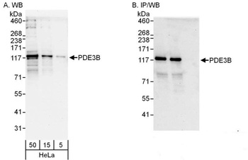 Rabbit anti-PDE3B Antibody