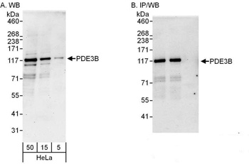 Rabbit anti-PDE3B Antibody