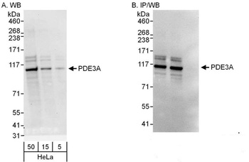 Rabbit anti-PDE3A Antibody