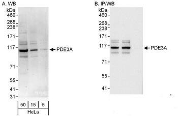 Rabbit anti-PDE3A Antibody