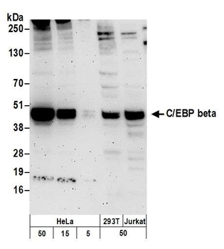 C/EBP beta Antibody
