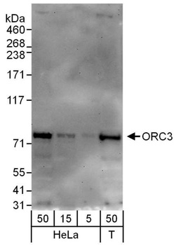 Rabbit anti-ORC3 Antibody