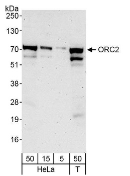 Rabbit anti-ORC2 Antibody