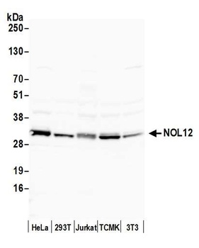 NOL12 Antibody
