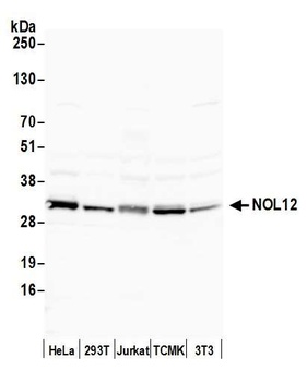 Rabbit anti-NOL12 Antibody